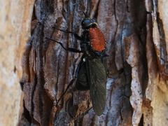 Clitellaria ephippium