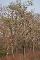 Dolichandrone falcata