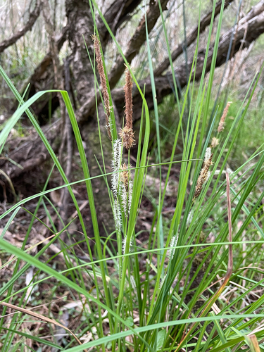 Carex gaudichaudiana observed 2026-09-22