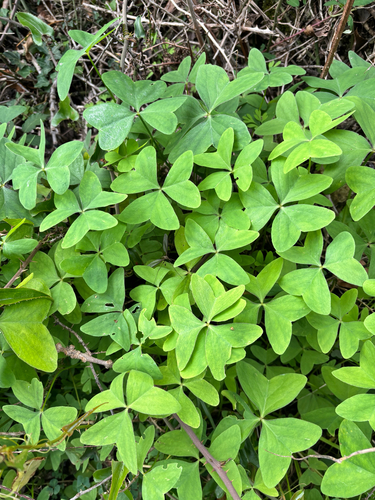 Garden pink-sorrel