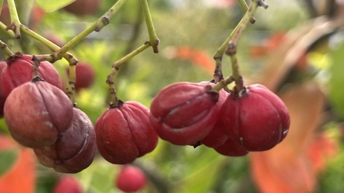 Euonymus cochinchinensis