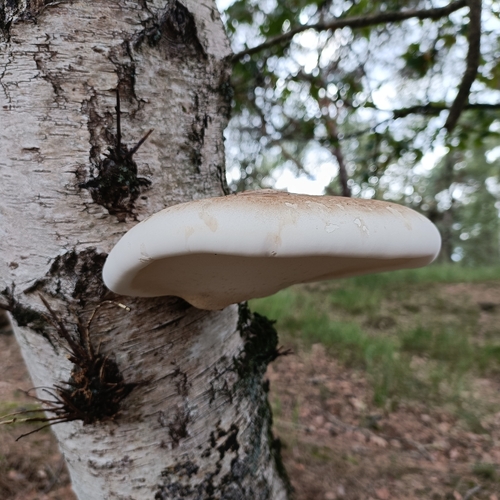 birch polypore
