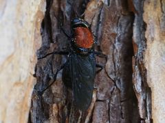 Clitellaria ephippium