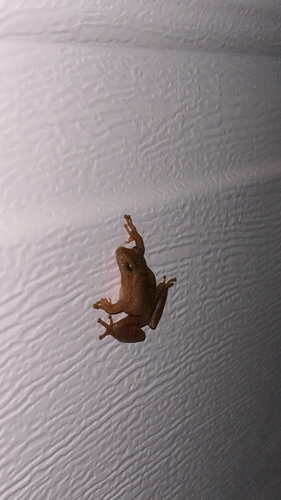 Spring Peeper