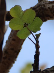 Dolichandrone falcata