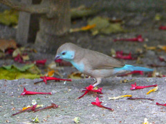 Uraeginthus angolensis