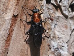 Clitellaria ephippium