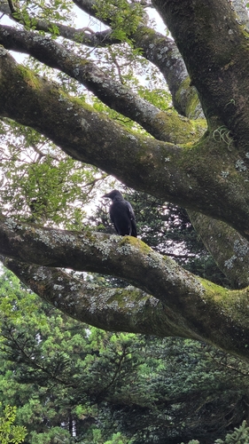 Large-billed Crow