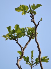 Dolichandrone falcata