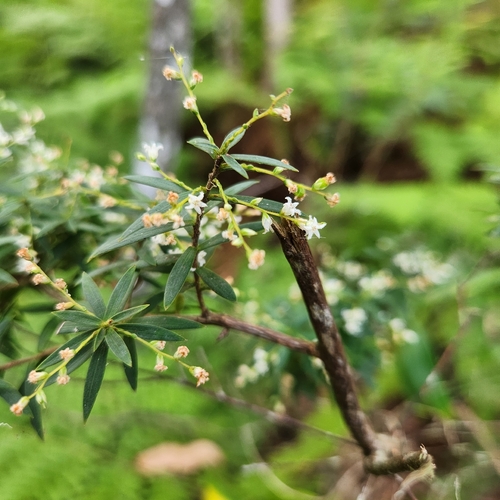 Leucopogon pimeleoides observed 2026-09-23