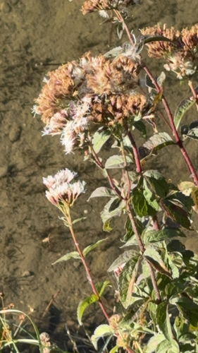 hemp agrimony