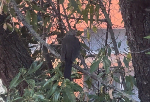 Eurasian Blackbird