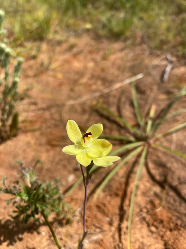 lemon-scented sun orchid