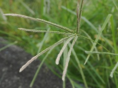 Eleusine indica, photograph (c) ITÔ, Hiroki, some rights reserved (CC BY)