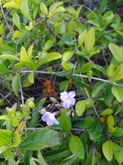 Duranta erecta