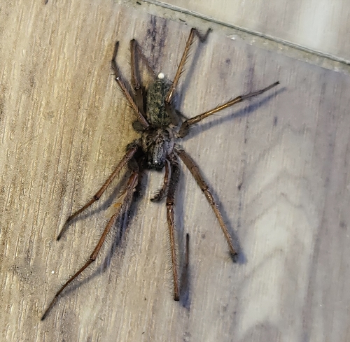 Giant House Spider