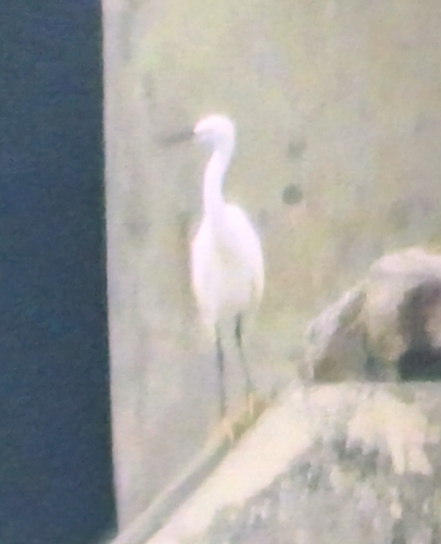 Little Egret