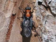 Clitellaria ephippium