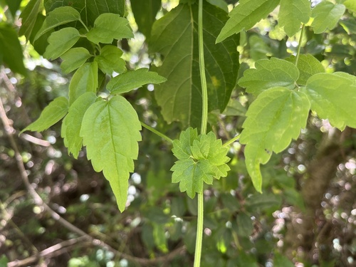 Clematis gouriana observed 2026-09-23