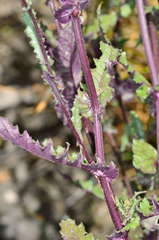 Senecio picridioides