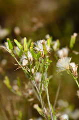 Senecio picridioides