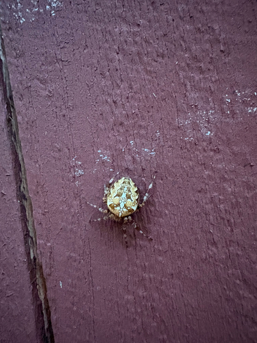 Cross Orbweaver