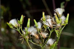 Senecio picridioides