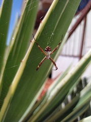 Argiope argentata