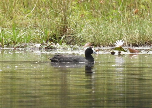 Red-knobbed Coot