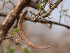Dolichandrone falcata