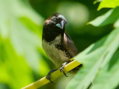 Spermestes cucullata