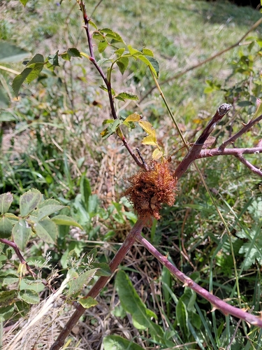 Mossy Rose Gall Wasp