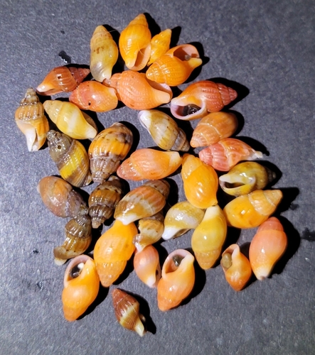 Amphissa versicolor observed 2026-09-22