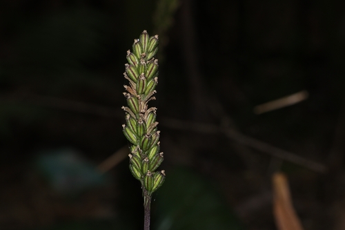 Dienia ophrydis observed 2026-09-23