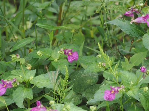 Impatiens textorii