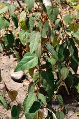 Lasiopetalum macrophyllum