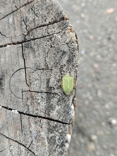 Southern Green Stink Bug