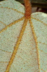 Lasiopetalum macrophyllum