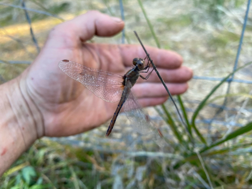 Wandering Percher