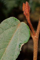 Lasiopetalum macrophyllum