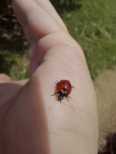 Seven-spotted Lady Beetle