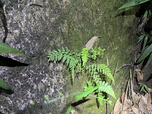 Fairy Fern