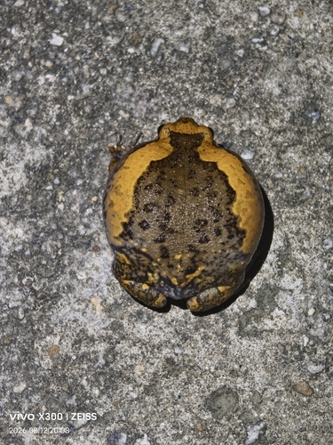 Asian Painted Frog