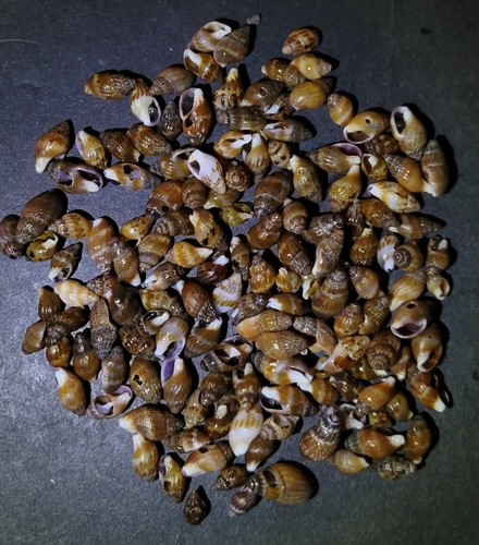 Amphissa versicolor observed 2026-09-22