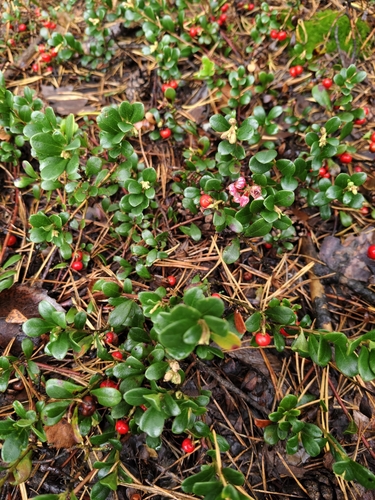 Lingonberry
