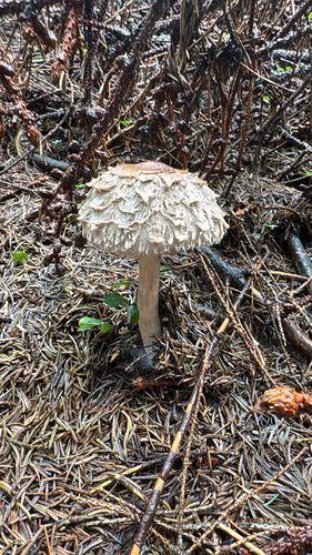 Olive Shaggy Parasol