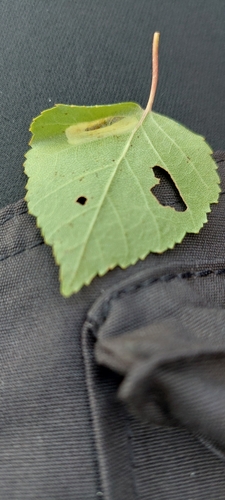 Red Birch Midget
