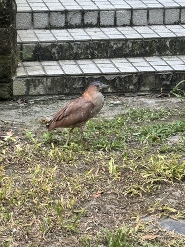 Malayan Night Heron