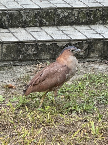 Malayan Night Heron