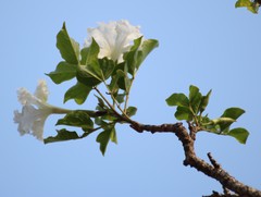 Dolichandrone falcata